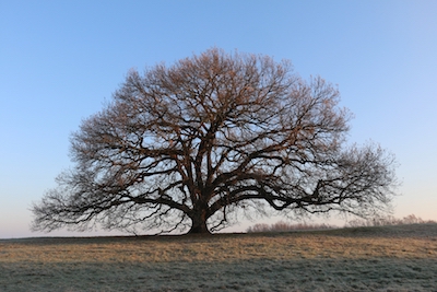 Classic Oak Products, part of The François Frères Group (TFF), is proud to supply Europe's most highly considered oak barrels to New Zealand winemakers